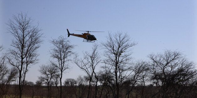 In this photo taken Thursday, Nov. 20, 2014 a helicopter hovers over an area to dart a rhino near Skukuza, South Africa. After darting the animal skin and blood samples are taken, and a microchip is attached before being transported by truck to an area hopefully safe from poachers. Kruger National Park has conducted about 45 such captures since last month, as part of a plan to create a stronghold within the country's flagship reserve where rhinos will get extra protection from poachers, many of