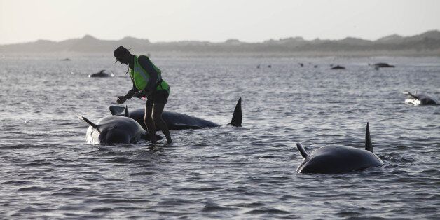 A Department of Conservation worker tends to a whale stranded on Farewell Spit, a famous spot for whale...