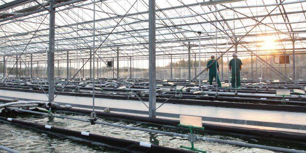 Η θερμοκηπιακή εγκατάσταση παραγωγής σπιρουλίνας στις Σέρρες