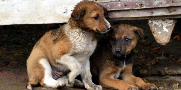 Stray Puppies on a Cairo Street