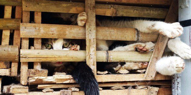 This picture taken on January 27, 2015 shows seized cages of live cats transported in a truck in Hanoi. Thousands of live cats destined 'for consumption' have been seized in Hanoi after being smuggled from China, police said on January 29, but their fate still hangs in the balance. AFP PHOTO (Photo credit should read STR/AFP/Getty Images)