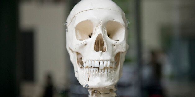 BERLIN, GERMANY - JUNE 05: The model of a skull of a human body on June 05, 2014 in Berlin, Germany.(Photo by Michael Gottschalk/Photothek via Getty Images)