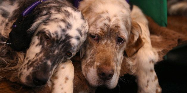 BIRMINGHAM, ENGLAND - MARCH 09: English Setters rest in their kennels on the fourth and final day of Crufts dog show at the NEC on March 9, 2014 in Birmingham, England. Said to be the largest show of its kind in the world, the annual four-day event, features thousands of dogs, with competitors travelling from countries across the globe to take part. Crufts, which was first held in 1891 and sees thousands of dogs vie for the coveted title of 'Best in Show'. (Photo by Matt Cardy/Getty Images)