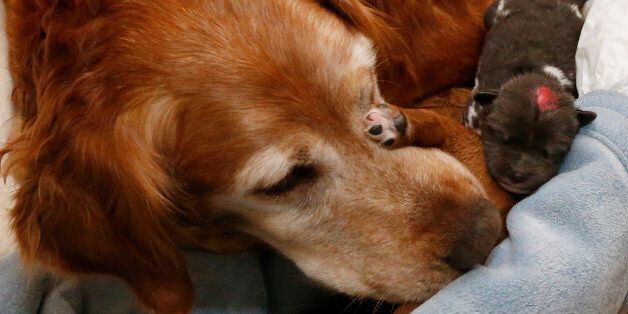 Golden retriever Lilly, a retired search and rescue dog from Wichita, Kansas, looks after her own pup and three African Wild Dog pups at the Oklahoma City Zoo in Oklahoma City, Tuesday, Nov. 11, 2014. The pups' birth mother was unable to care for them. The red mark on the female pup is for identification purposes. (AP Photo/Sue Ogrocki)