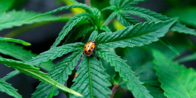 FILE - In this June 25, 2014 file photo, a ladybug crawls on a marijuana plant at Sea of Green Farms, a recreational pot grower in Seattle. Investors in a potential medical marijuana growing operation are trying to persuade a city council in the south-central Illinois town of Effingham to reconsider a zoning request. They're offering up to $1 million to local schools over 10 years to show they're serious about helping the community. (AP Photo/Ted S. Warren, File)