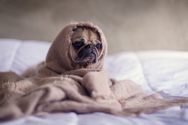 The <a href="https://www.huffpoststuff.com/sales/allergy-test-my-pet-kit?utm_source=huffpost.com&utm_medium=referral&utm_campaign=allergy-test-my-pet-kit&utm_term=scsf-338151&utm_content=a0x1P000004MbcH&scsonar=1" target="_blank" role="link" class=" js-entry-link cet-external-link" data-vars-item-name="Allergy Test My Pet Kit" data-vars-item-type="text" data-vars-unit-name="5d88df79e4b0849d472d2e73" data-vars-unit-type="buzz_body" data-vars-target-content-id="https://www.huffpoststuff.com/sales/allergy-test-my-pet-kit?utm_source=huffpost.com&utm_medium=referral&utm_campaign=allergy-test-my-pet-kit&utm_term=scsf-338151&utm_content=a0x1P000004MbcH&scsonar=1" data-vars-target-content-type="url" data-vars-type="web_external_link" data-vars-subunit-name="article_body" data-vars-subunit-type="component" data-vars-position-in-subunit="0">Allergy Test My Pet Kit</a> is an allergy test kit for pets.