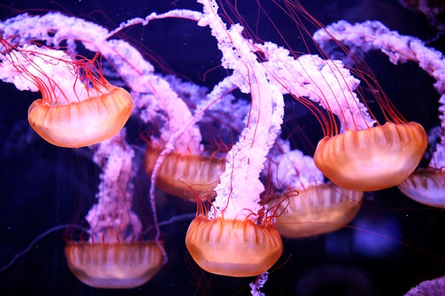 Les Meduses Vraies Gagnantes De L Activite Humaine Sur Les Oceans Le Huffpost