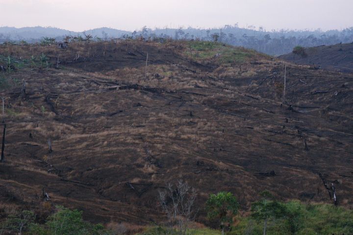 インドネシア・カリマンタン島の荒廃した森林＝2004年撮影