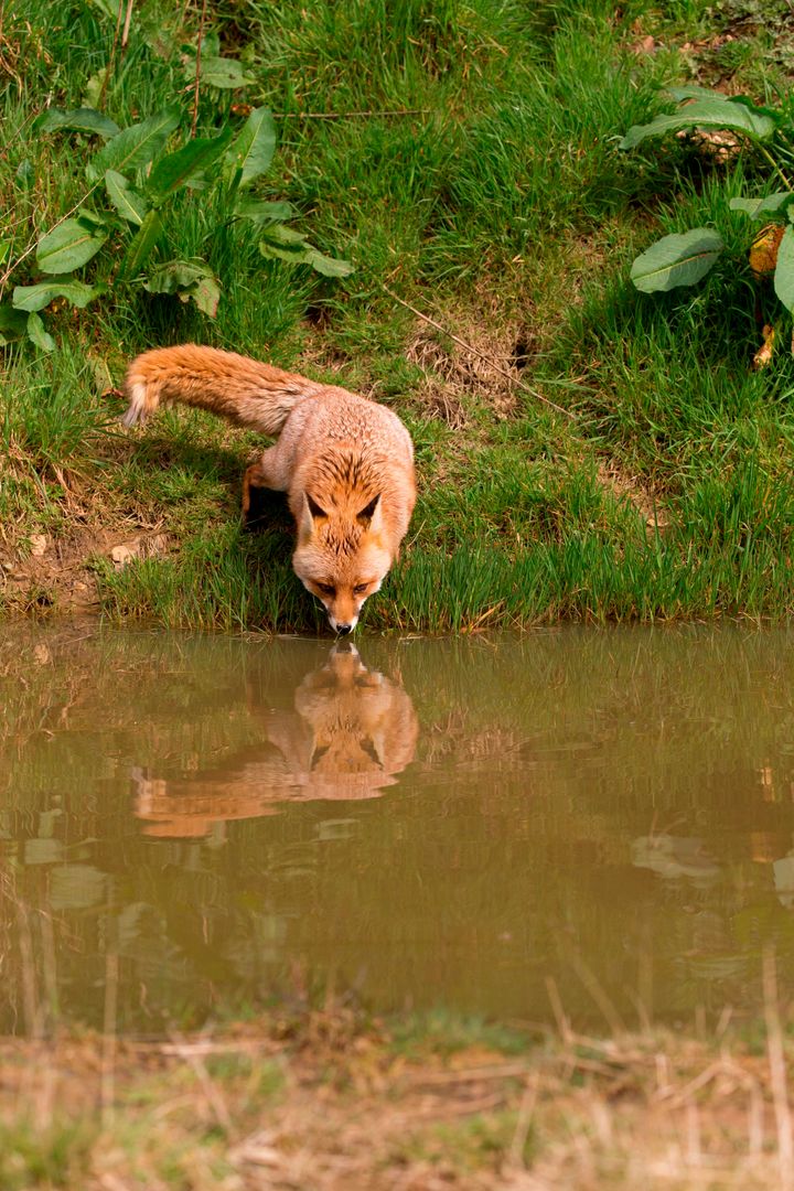 Εδώ μία αλεπούν καθρεφτίζεται στο νερό καθώς ξεδιψάει, στο Ντέβον της Μεγάλης Βρετανία (Photo by: Avalon/Universal Images Group via Getty Images)