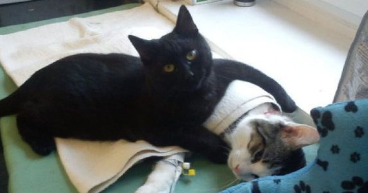 Un «chat infirmier» réconforte les animaux d'un refuge