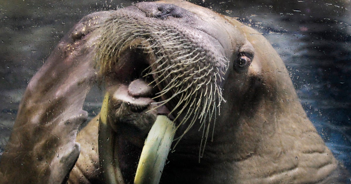 Walrus Attack Raft Walrus Attacks, Sinks Russian Navy Vessel | HuffPost Latest News