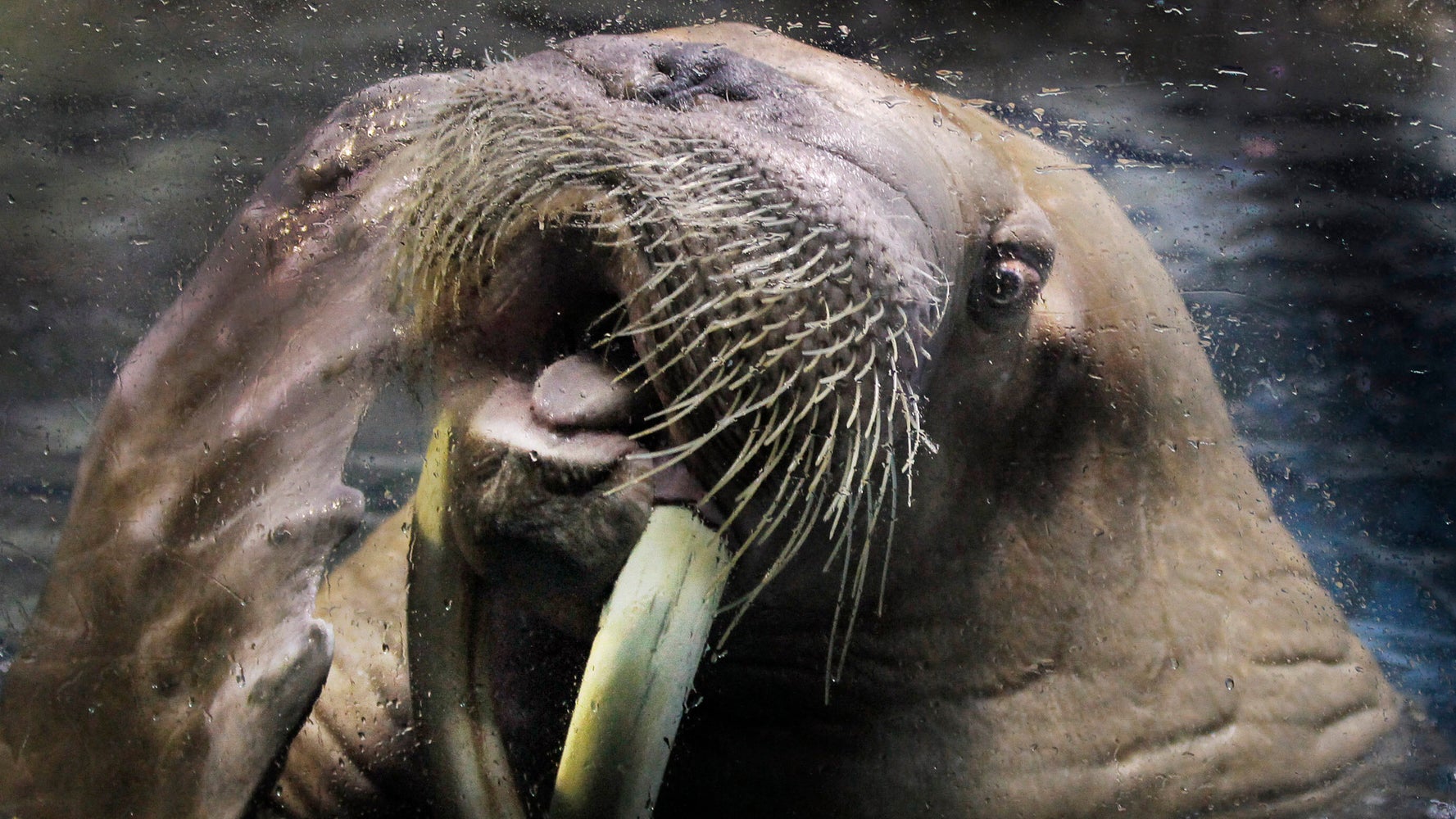 Walrus Attack Raft Walrus Attacks, Sinks Russian Navy Vessel | HuffPost Latest News