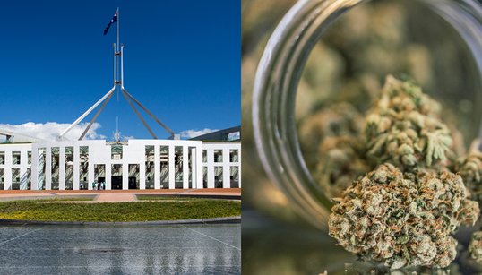 We’ve Weeded Out The Best Reactions to Canberra Legalising Pot In The