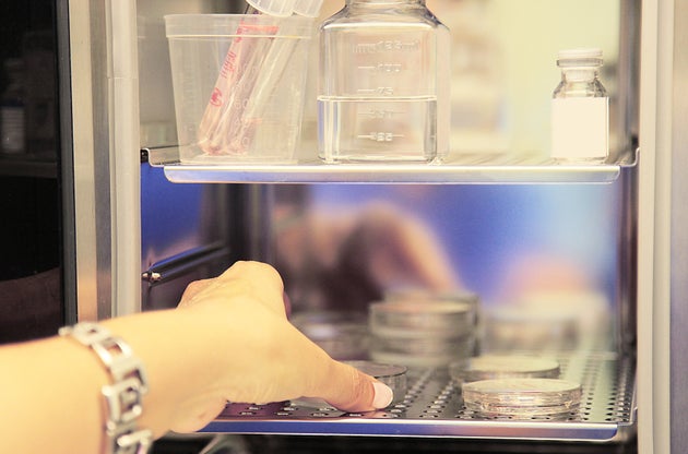 human egg fridge