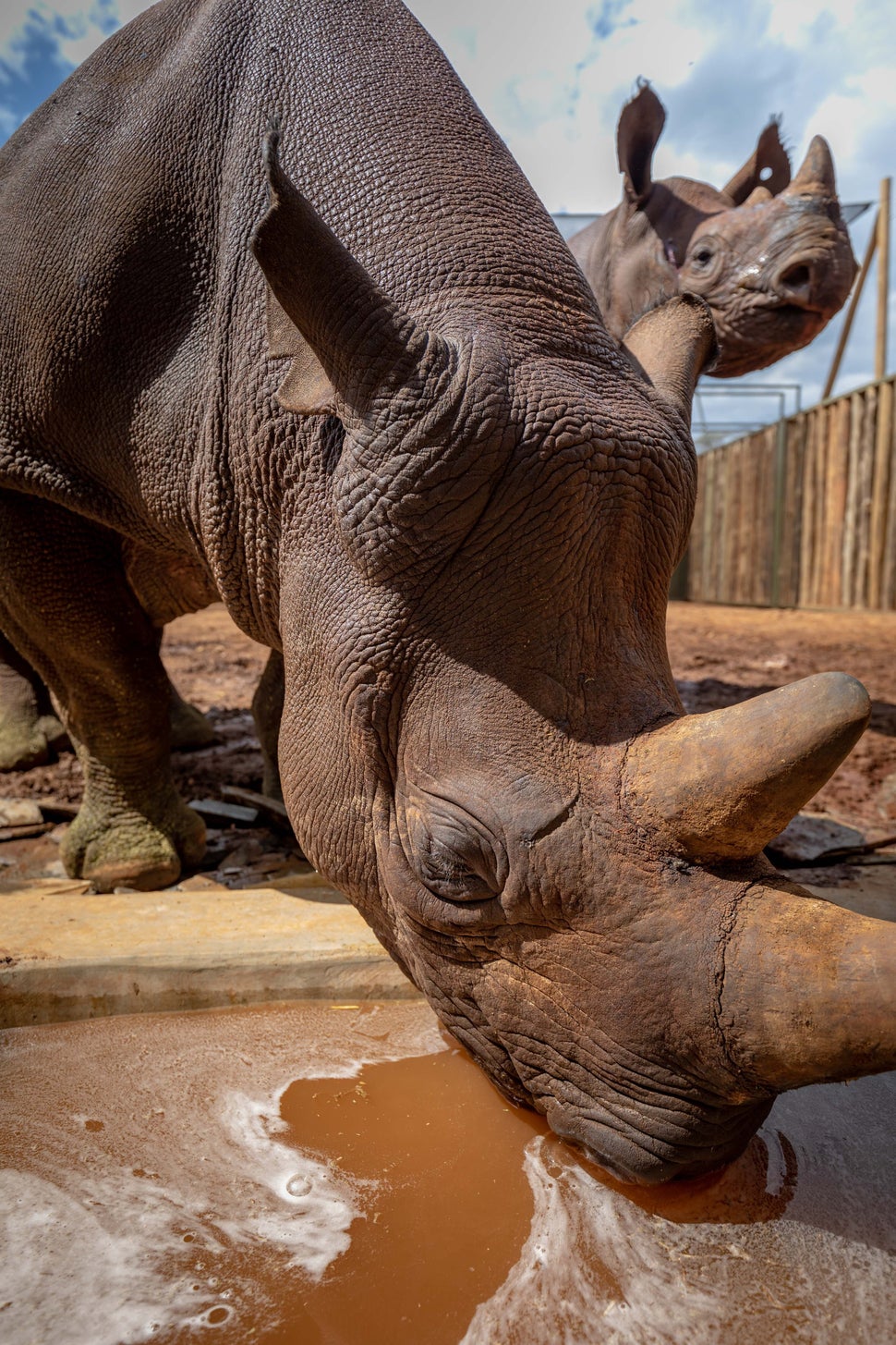 A relocated mother and calf adjust to a small enclosure, the first step of several before release to the 350,000-acre Ikorong