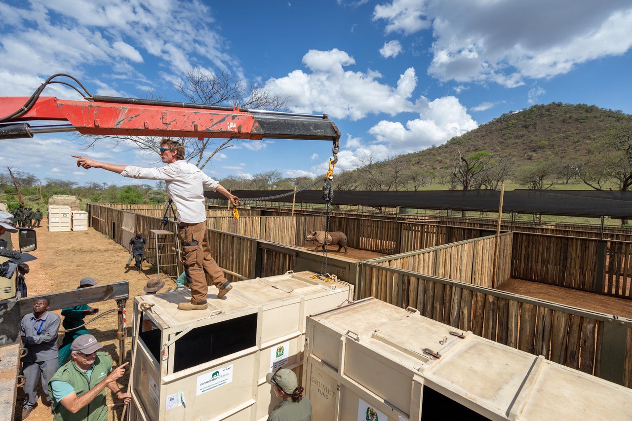 The challenging task of moving rhinos from crates to enclosures Ikorongo Game Reserve.