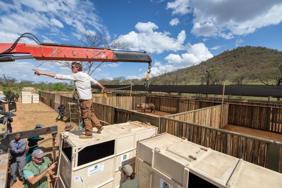 The challenging task of moving rhinos from crates to enclosures Ikorongo Game Reserve.