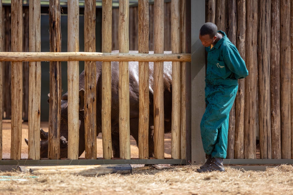 One of the relocated rhinos and one of the 20 plus staff tasked with keeping the endangered species healthy at Ikorongo Game