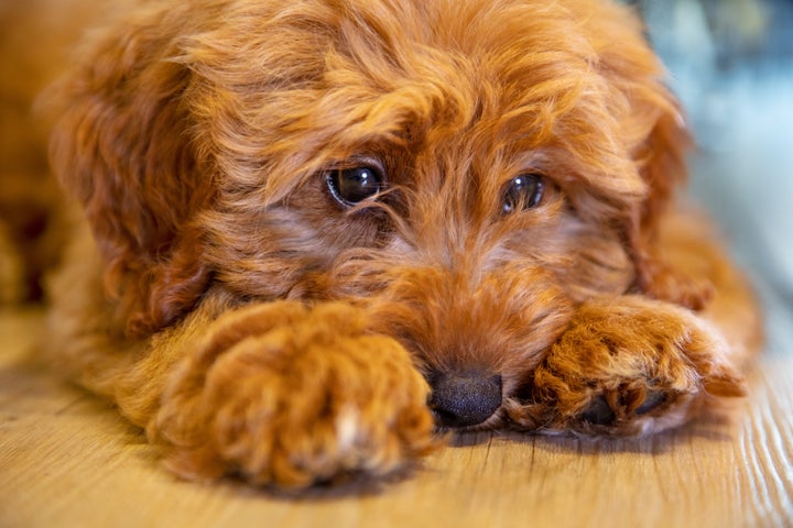 “I opened a Pandora’s box and released a Frankenstein’s monster,” the creator of the labradoodle lamented.