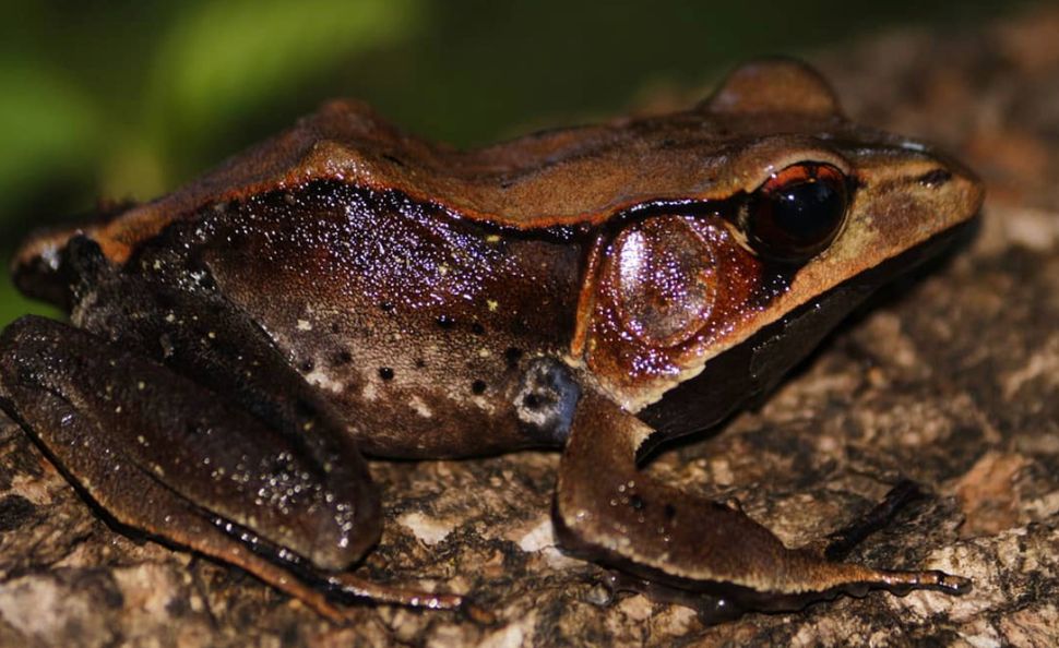 A Bicolor Frog, also known as Malabar Frog. The tadpoles of the species are black and form dense and compact schools in slow moving streams in forested areas. | @amogh_m on Instagram
