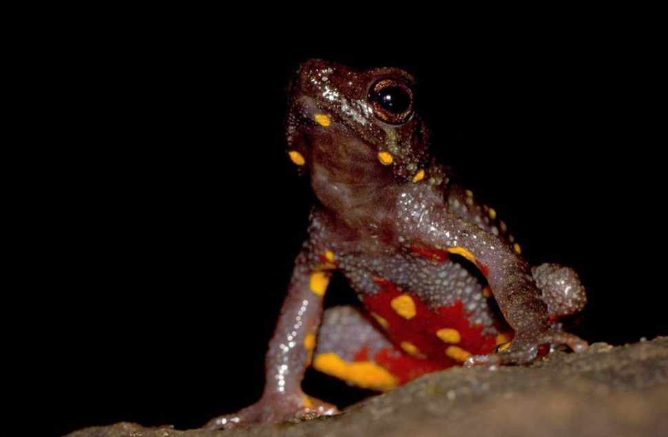 A Malabar Torrent Toad. These toads when threatened will jump and flip on their back, showing off those bright yellow and red colours to warn potential predators. This behaviour is called UnkenReflex. Their Population is decreasing due to deforestation and they are listed as Endangered by IUCN.
