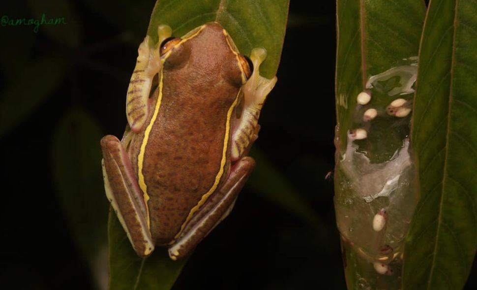 This small, colourful and endangered frog was thought to be extinct, and was rediscovered after 80 years. | @amogh_m on Instagram