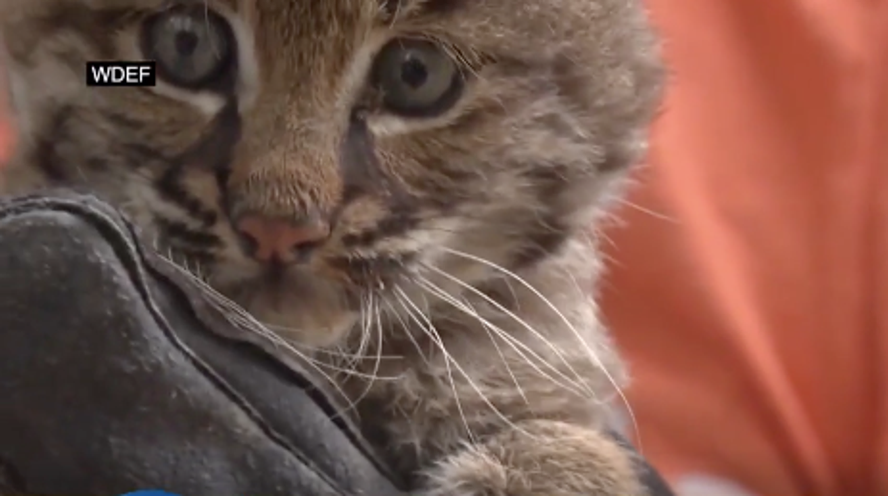 Woman Finds Out Kitten She Rescued Is Actually A Bobcat Huffpost Impact