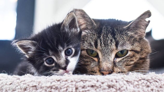 孤独だった野良猫 子猫に囲まれて天国に旅立つ グランパ の愛称で多くの人が虜に ハフポスト