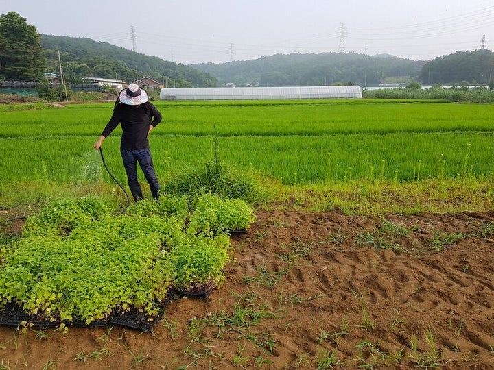 이성연씨가 캣닙 모종에 물을 주고 있다. 제초제를 쓰는 대신 잡초를 수없이 뽑는 작업을 반복하며 캣닙을 기른다.