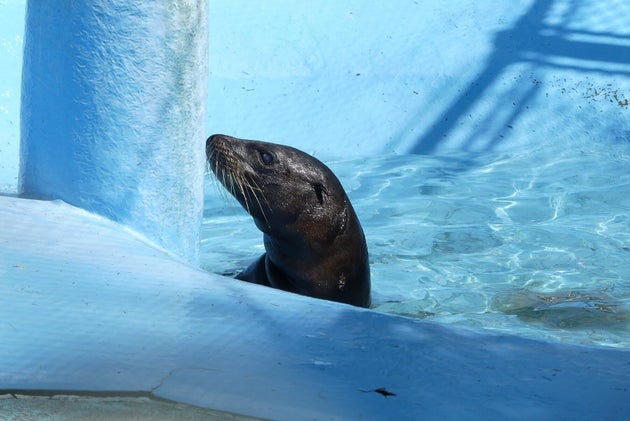 行方不明だったアシカの赤ちゃん キュッキュ を保護 天王寺動物園 ハフポスト