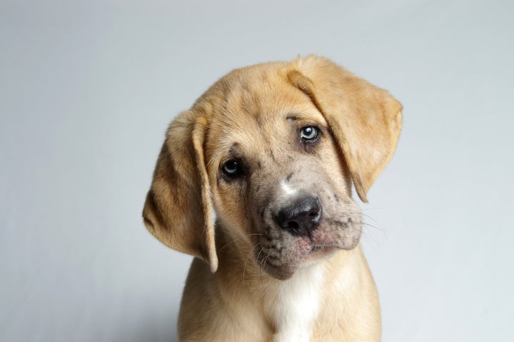 An irresistably cute puppy with a pleading look. 