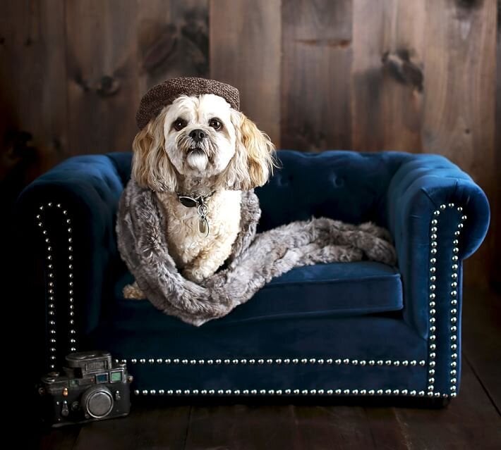 Pottery Barn's "Chesterfield Pet Bed," which retails for about $330, has a wood frame, velvet cushions, and a button-tufted back with nailhead trim.