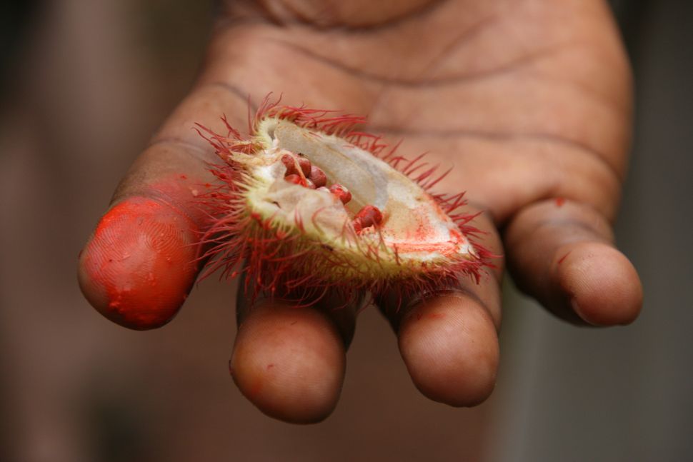 The fruit of the achiote tree contains red seeds that become annatto, a natural food coloring that's used to make cheese orange.