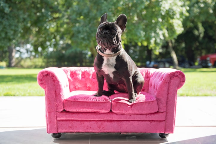 Gone are the days when a plaid cushion tossed in a corner seemed just fine for a dog.