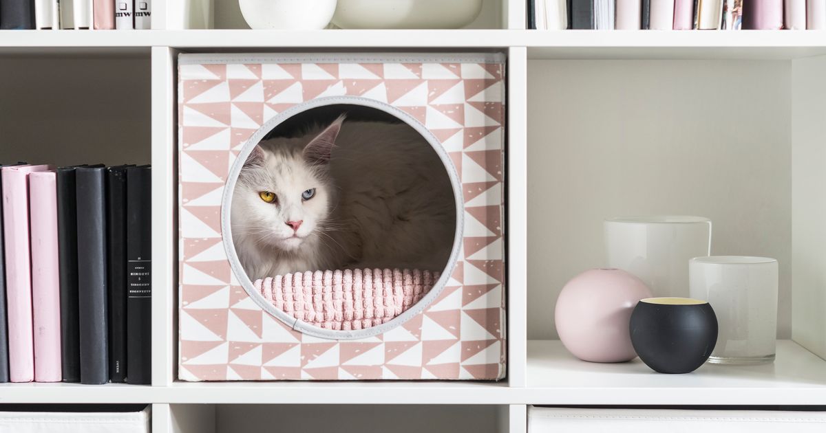 The Latest In Pet Furniture: Pieces That Fit A Home's Decor