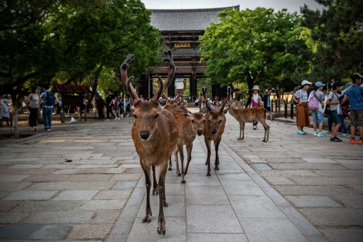 NARA, JAPAN - JUNE 06: Wild sika deer walk along a footpath next to Todai-ji Buddhist temple complex on June 6, 2019 in Nara, Japan. Nara's free-roaming deer have become a huge attraction for tourists. However, an autopsy on a deer that was recently found dead near one of the city's famous temples discovered 3.2kg of plastic in its stomach and caused concern at the effect of tourism as Japan struggles to cope with a huge increase in domestic and international tourists. Alongside a growing Japanese tendency to holiday domestically, a record 31 million people visited the country in 2018 up 8.7 percent from the previous year, with many people now worrying about the environmental impact caused by such large visitor numbers. (Photo by Carl Court/Getty Images)