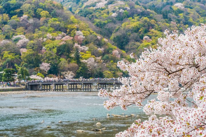 Kyoto's Cherry Blossom - Spring Landscape in Arashiyama Kyoto Japan