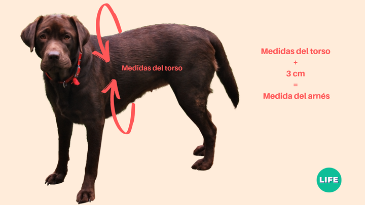 Cómo tomar las medidas para el arnés de un perro.