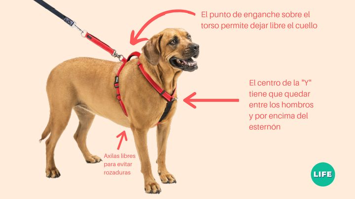 Cuál es el collar perfecto sacar de paseo perro | El HuffPost Life