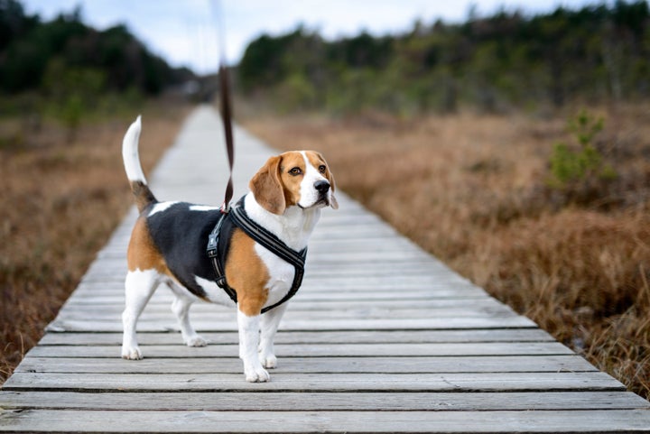 El truco para enseñar a tu perro a no tirar de la correa en solo cinco minutos 2 Merca2.es Cuál es el collar perfecto para sacar de paseo al perro | El HuffPost Life