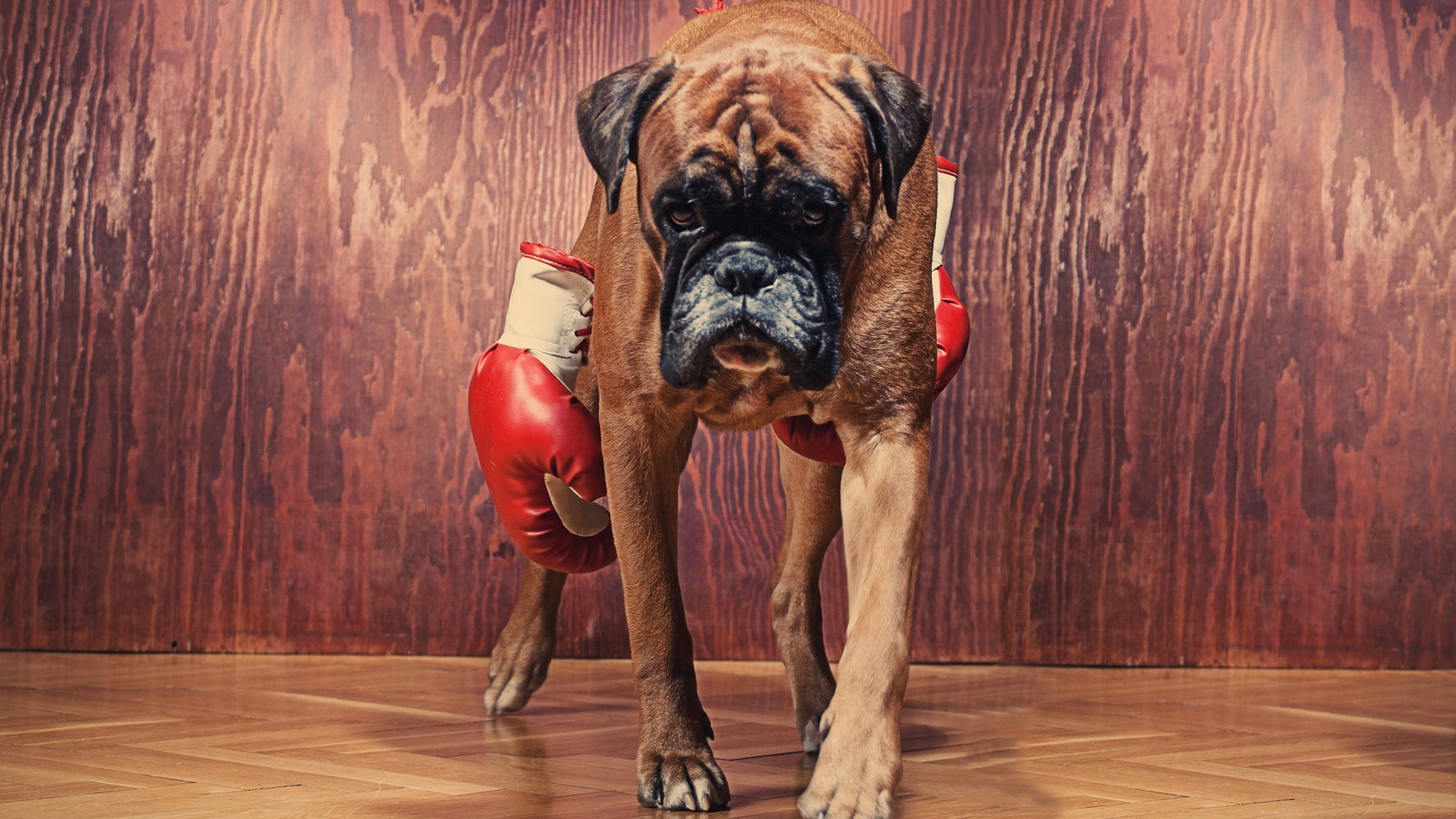 Собака боксер в перчатках