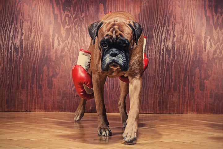 Por Que Pegar A Tu Perro Siempre Es Una Mala Idea El Huffpost Life Por Que Pegar A Tu Perro Siempre Es Una Mala Idea El Huffpost Life