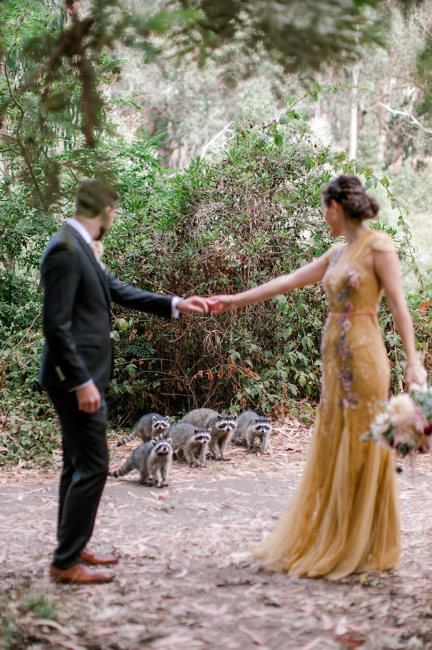 Τα ρακούν κάνουν την εμφάνισή