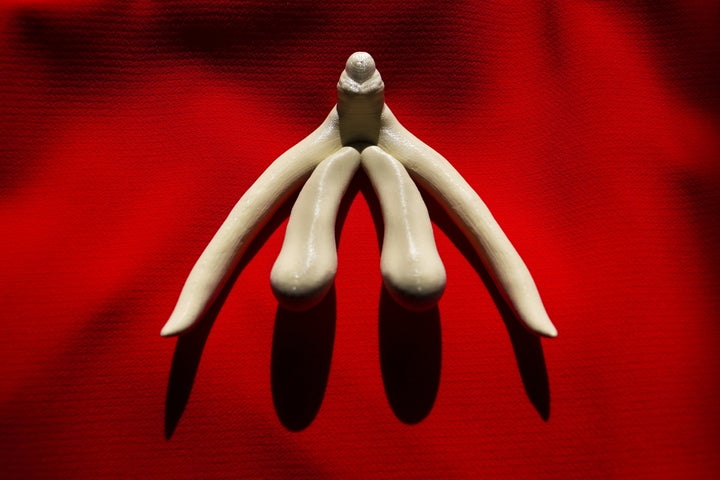 Représentation 3D du clitoris