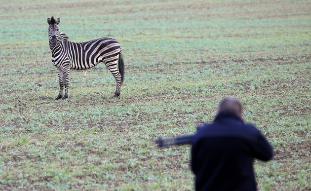 Zebra Shot And Killed After Escaping Circus And Causing Motorway Chaos In Germany