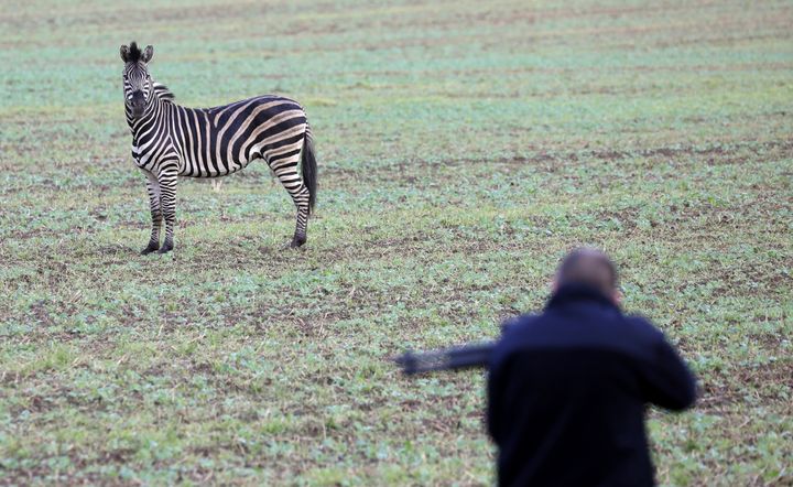 A runaway zikus zebra stands on a field while a man with a stun gun tries to approach the animal in Thelkow, eastern Germany, Wednesday, Oct.2, 2019. The zebra had broken out of a circus in Ticino with a fellow zebra that had already been captured and had caused a rear-end collision on the A20 motorway. (Bernd Wuestneck/dpa via AP)