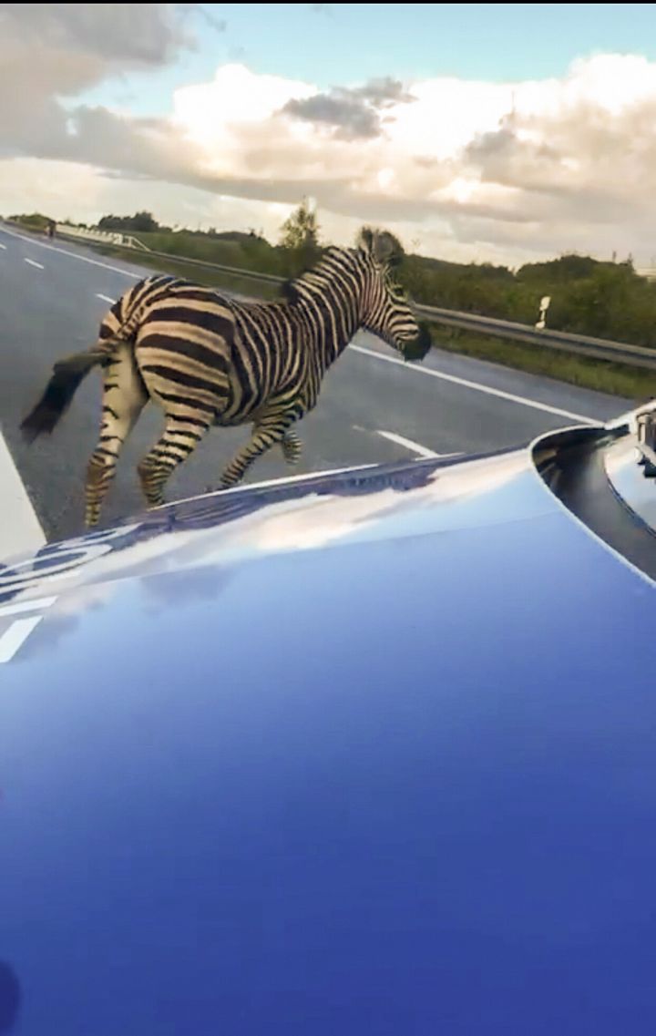 A zebra walks next to a police car on the A20 motorway on October 2, 2019 near the village of Tessin, north-eastern Germany, after the animal had broken out of a circus with a fellow animal, and had caused an accident on in the area. - The motorway had to be blocked for a while. The other zebra had already been captured. (Photo by Tilo WALLRODT / DPA / AFP) / Germany OUT (Photo by TILO WALLRODT/DPA/AFP via Getty Images)