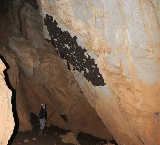  Σπήλαιο Λιμνών, τμήμα αποικίας νυχτερίδων