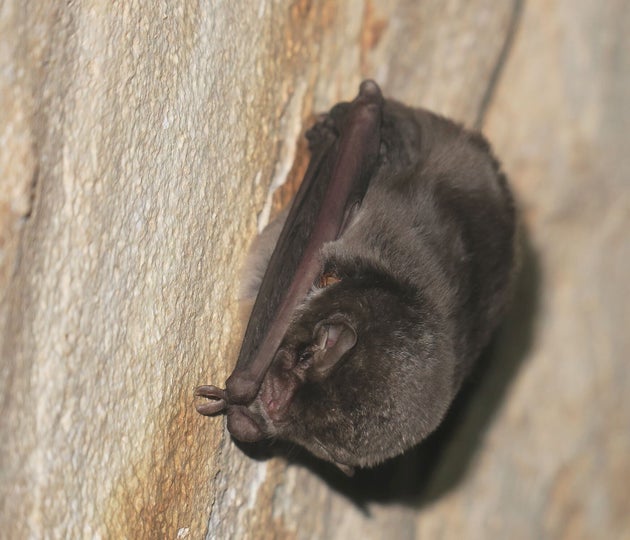 Πτερυγονυχτερίδα (Miniopterus schreibersi)