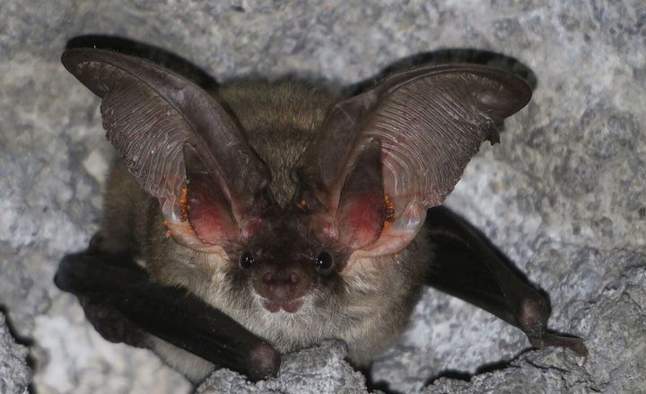 Η μεσογειακή Ωτονυχτερίδα (Plecotus kolombatovici) 